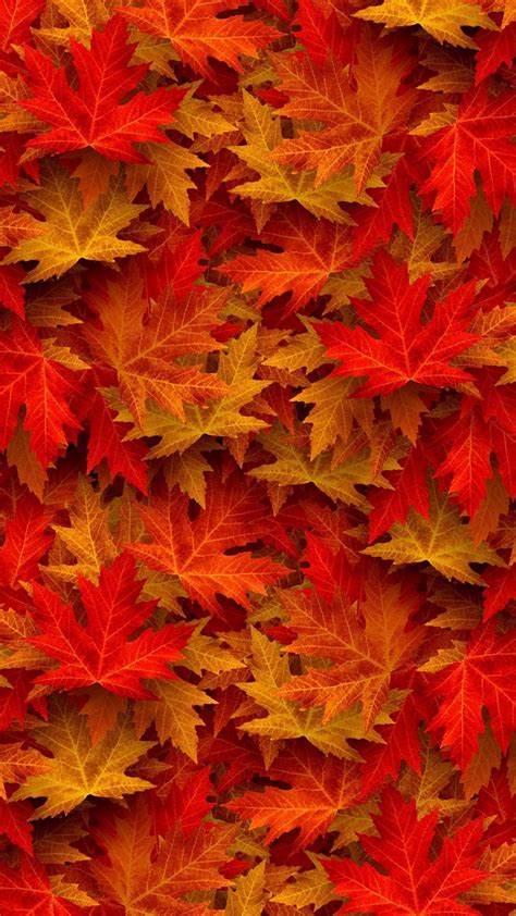 Autumn Maple Leaves Wallpapers - Wallpaper Cave