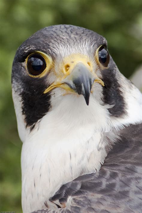 Beady Eyes | Peregrine Falcon en.wikipedia.org/wiki/Peregrin… | Flickr