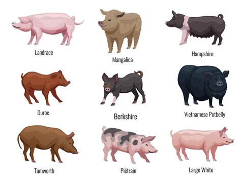 Types of Pigs: 15 Top Breeds and Some Unknown Facts