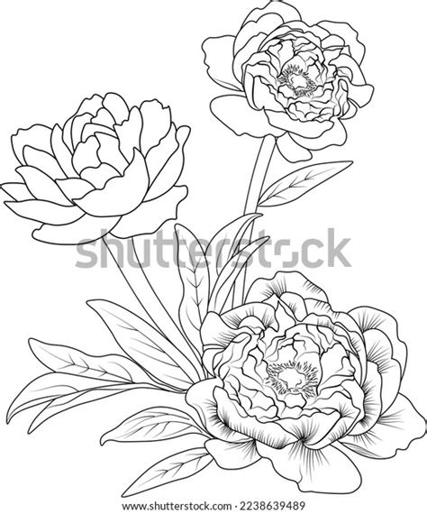 Peony Flower Sketch Art Beautiful Botanical Stock Vector (Royalty Free ...