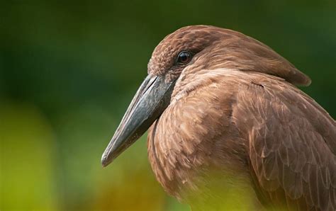 Hamerkop (Scopus umbretta) | about animals