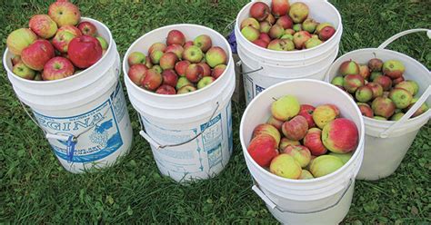 Applejack: How the Old Timers Made Booze in Maine - Maine BrewGuide