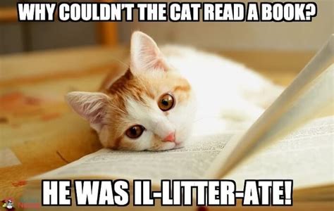 115+ Hilarious Cat Puns Jokes That Are Purr-Fectly Funny