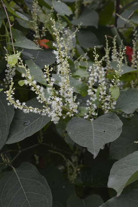 Flowers of Asian Knotweed, Fallopia Japonica.shoots of Japanese Knotweed, Polygonum Cuspidatum ...