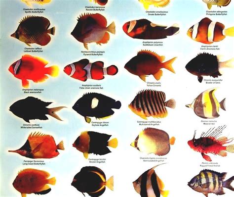 Freshwater fish names - myteatlantic