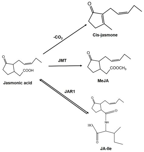 IJMS | Free Full-Text | Jasmonic Acid Signaling Pathway in Response to ...