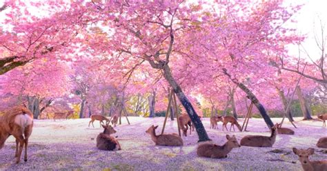 WATCH: Deer chill out among cherry blossoms in Japan's Nara Park