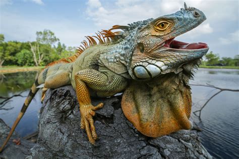 Florida prohíbe tener iguanas mientras enfrenta una invasión de reptiles nunca antes vista ...