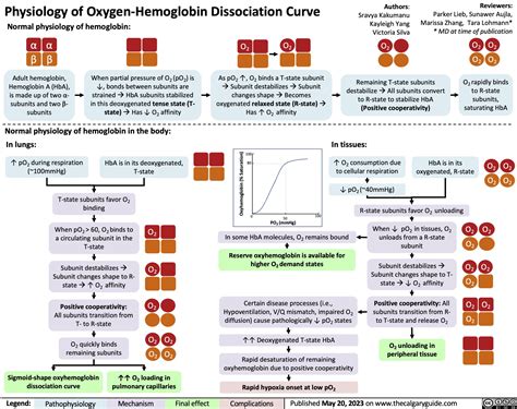 Hemoglobin Oxygen