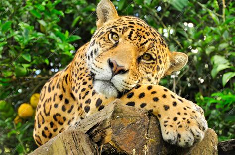 Premium Photo | A close up of the head of an adult jaguar in the amazon ...