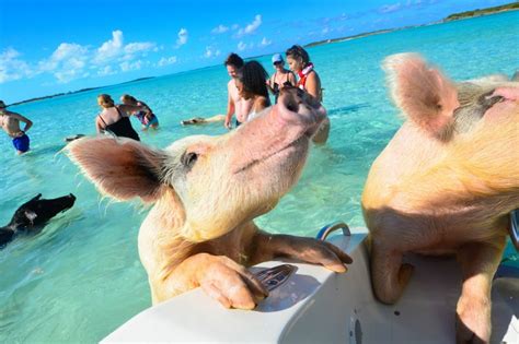 Swimming With Pigs In The Bahamas | Caribbean & Co.