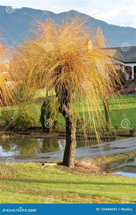 Pruning a Willow Tree and Landscaping Stock Image - Image of winter, pond: 134688045