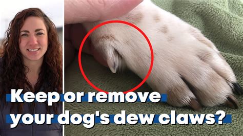 Why Are Dew Claws Removed From Puppies