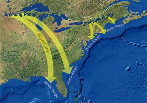 Loon Breeding range (map)