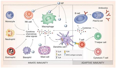 Immune System Cells Diagram