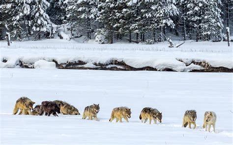 Montana Wolf Population Remains Stable Through 2021 | Rocky Mountain Elk Foundation