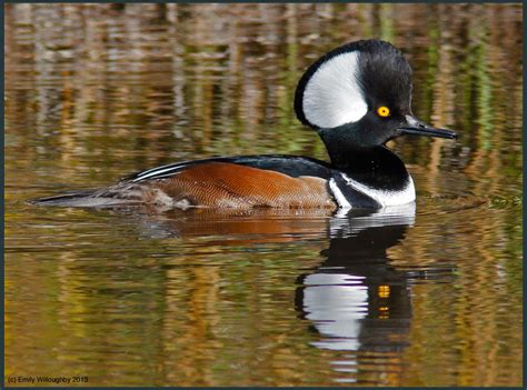 Hooded Merganser Male 2 by EWilloughby on DeviantArt