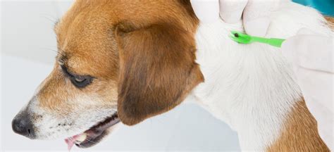 How to Remove A Tick From A Dog’s Ear - Fauna Care