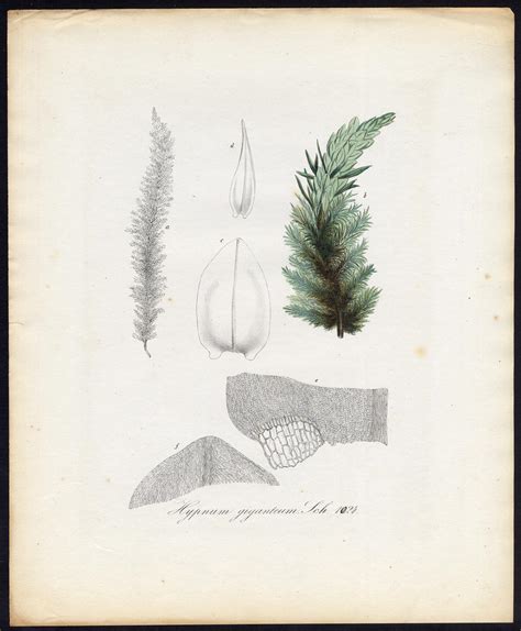 Antique Print-ARCTIC MOSS-CALLIERGON GIGANTEUM-1024-Flora Batava-Sepp-1800: (1800) Art / Print ...