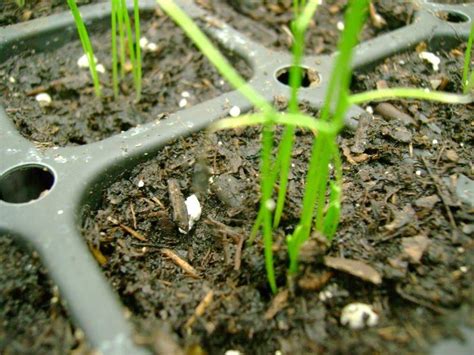 Chive Seed Planting: Tips For Growing Chives From Seed - Dummer. ゛☀ - Garden Manage - GFinger is ...