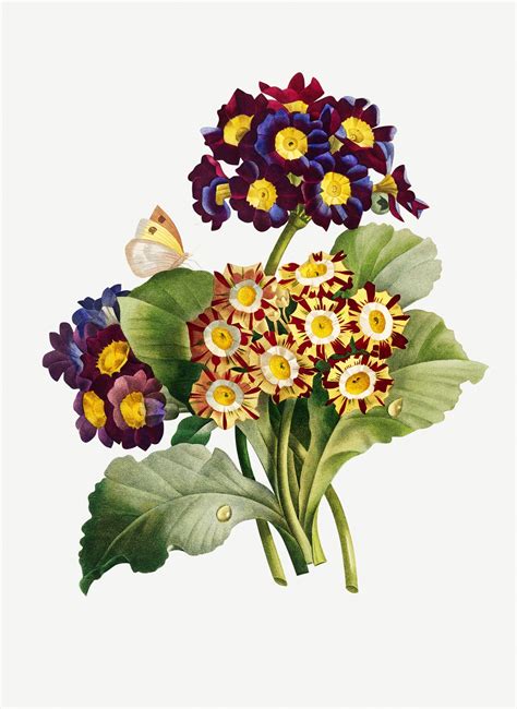 花の花のビンテージアート 無料画像 - Public Domain Pictures