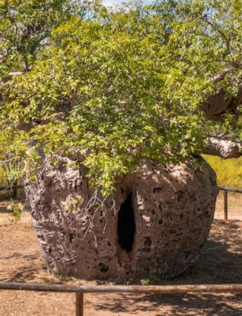 Boab Prison Tree | Australia's North West