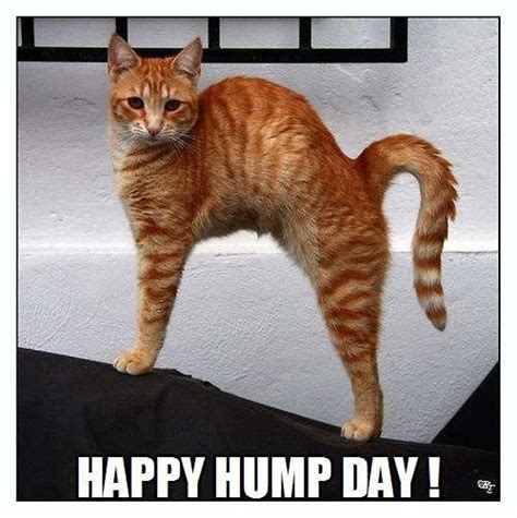 Happy Hump Day! | Cat stretching, Funny animals, Cats