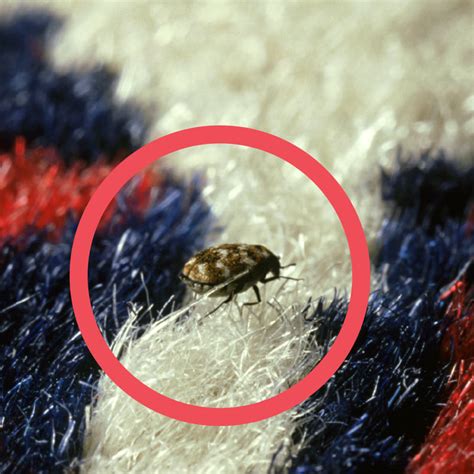 Signs of Carpet Beetle Infestation – Pest Supply Canada