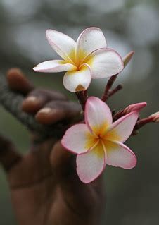 Plumeria rubra | Plumeria rubra in Viharamahadevi Park, Colo… | Flickr