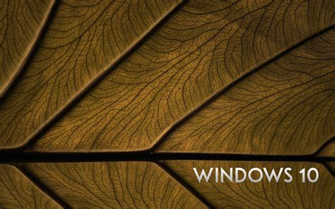 HD Windows 10 Wallpapers Download | Leaf texture, Brown wallpaper ...