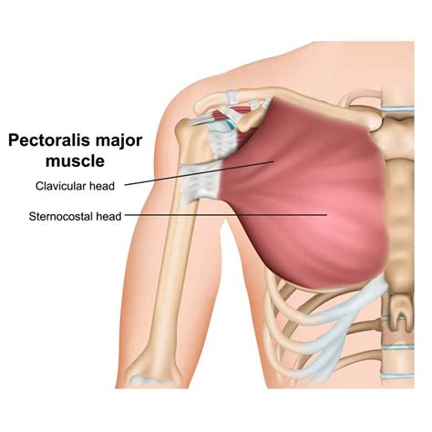 Pectoralis Major Origin And Insertion