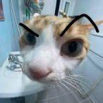 cat eyebrow raise Meme Generator - Imgflip