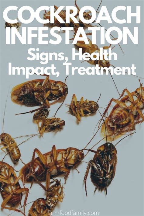 Cockroach Infestation- Signs, Health Impact, Treatment, and More…