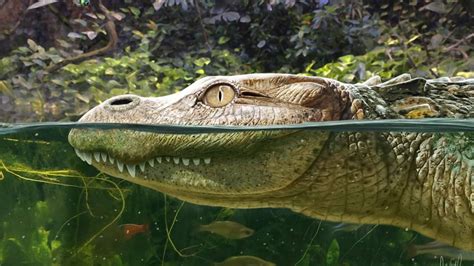 Extinct alligator species discovered in Thailand – The Insight Post