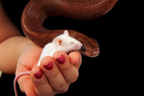 Rainbow Boa Snake and His Friend Mouse Stock Image - Image of genetic ...