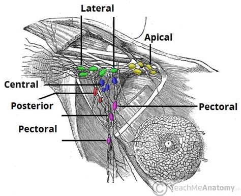 Swollen Lymph Nodes Diagram