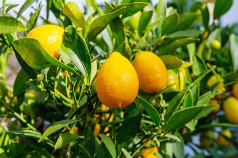 Limequat: how to grow this exotic citrus fruit - Plantura