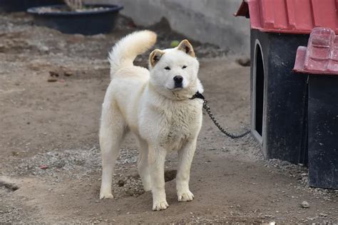 How Big is a Jindo? Sizing Up a Jindo!