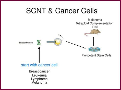 PPT - THE BIOLOGY OF STEM CELLS PowerPoint Presentation, free download - ID:299840