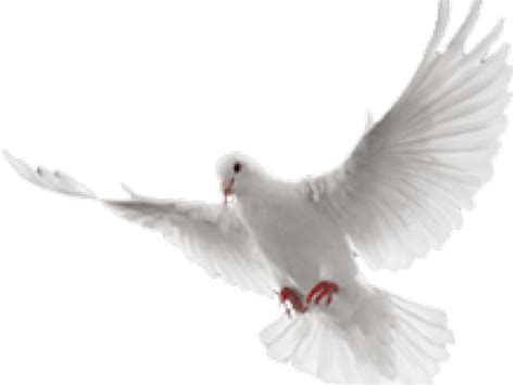 Download HD White Dove Clipart In Flight - White Flying Dove Png Transparent PNG Image - NicePNG.com