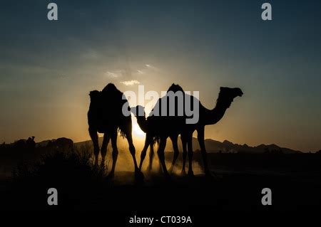 Iran, Isfahan province, Dasht-e Kavir desert, the oasis of Arousan in ...