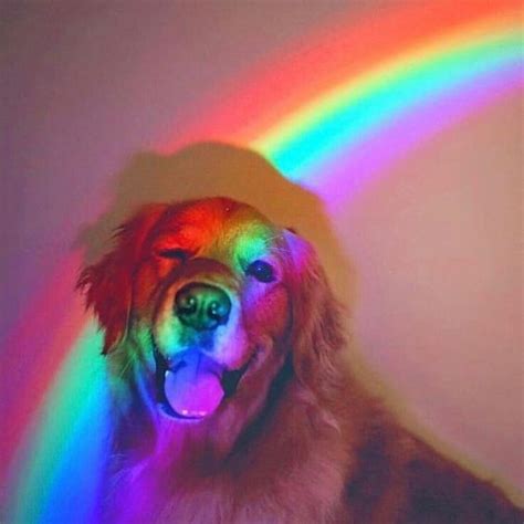 Rainbow Dog Wallpapers