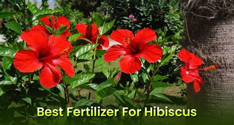 Best Fertilizer (Plant Food) For Hibiscus Plants & Trees - EmbraceGardening