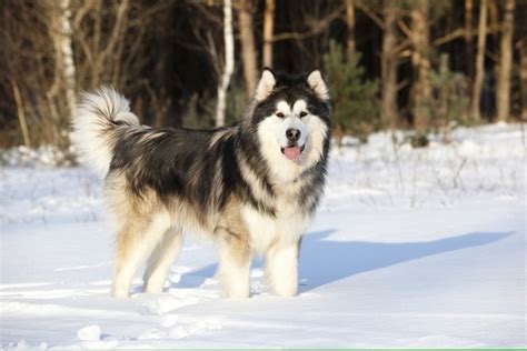 Alaskan Malamute Breed Info: Pictures, Care Guide, Temperament & Traits ...