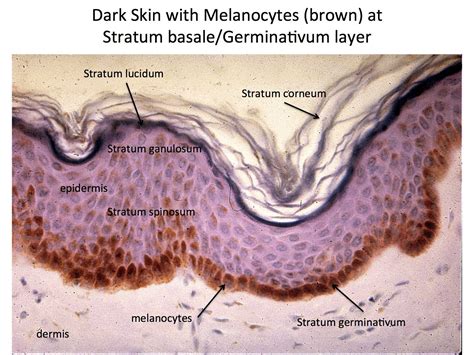 Normal Skin Under Microscope | Things Under a Microscope