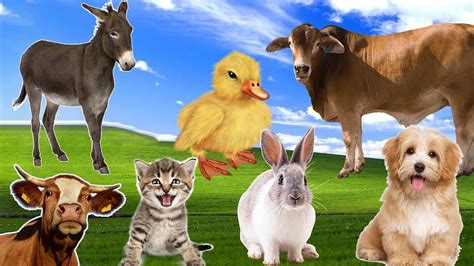 Cute Animal Sounds For Relax: Donkey Sounds, Rabbit, Cow, Duck, Cat ...