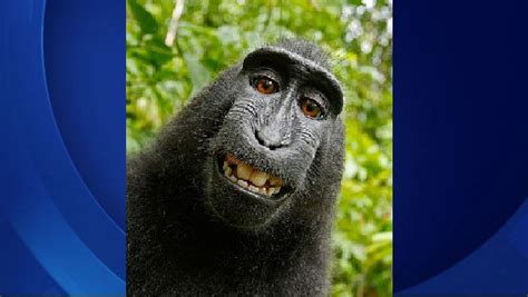 No monkey business: court considers animal's selfie - CBS News