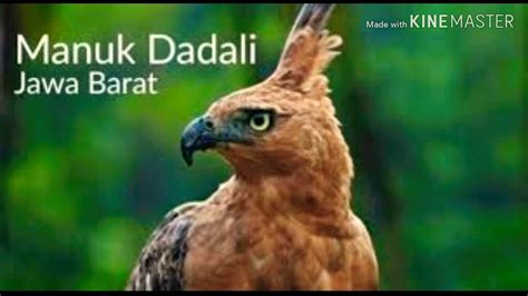 Manuk Dadali (Lirik) - YouTube