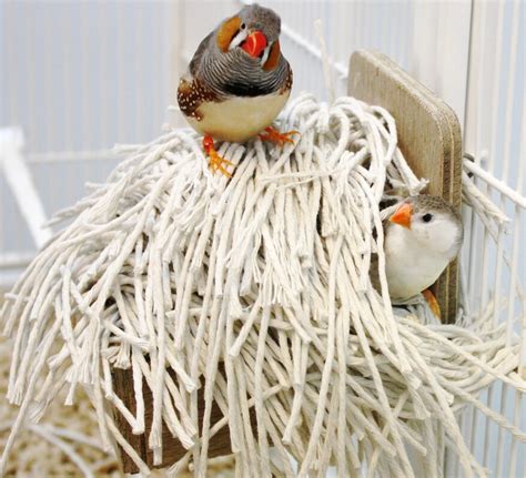 Zebra Finch Nesting Material