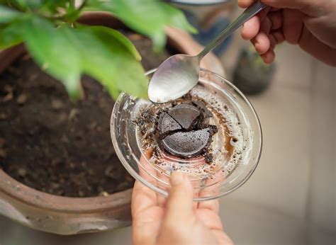 How To Use Coffee Grounds As Fertilizer (Here's How!) | Plants Heaven